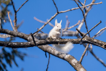 北海道、リス、エゾリス、栗鼠、野生動物、げっ歯類、動物、自然、小動物、哺乳類、かわいい、アルビノ　