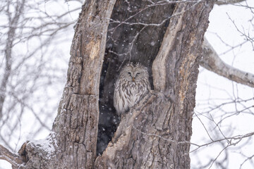 北海道　鳥類　エゾフクロウ　フクロウ　猛禽類