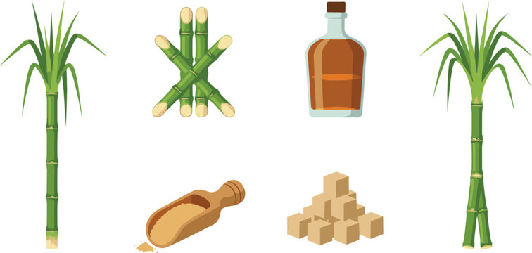 Sugarcane plants and products collection with stalks juice cubes and molasses food agriculture vector illustration