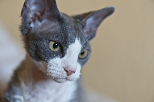 Portr&auml;t eines jungen blau-wei&szlig;en Devon Rex Katers