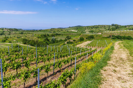 Weinberge bei Ihringen, Kaiserstuhl