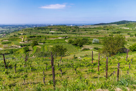 Weinberge bei Ihringen, Kaiserstuhl
