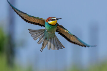 Bienenfresser (Merops apiaster)
