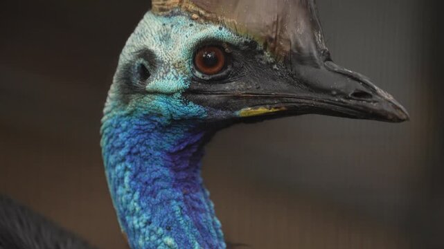 Southern Cassowary (Casuarius casuarius) male, a large flightless bird from the rainforests of Australia. Worlds most dangerous bird. Slow motion, 25 percent natural speed.