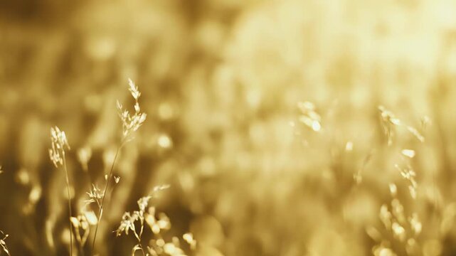 Golden grass panicles glowing in warm backlight of low sun, soft bokeh and shimmering highlights create a tranquil, vibrant meadow background with delicate light effects