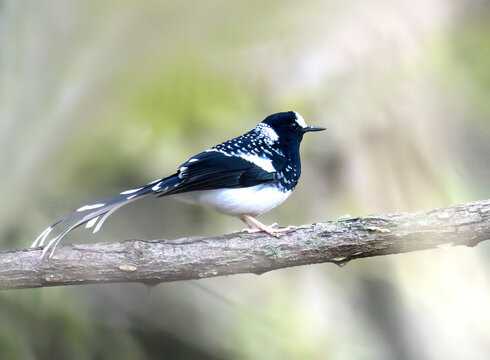 Spotted forktail perched inside forest reflects confidence vigilance and natural presence