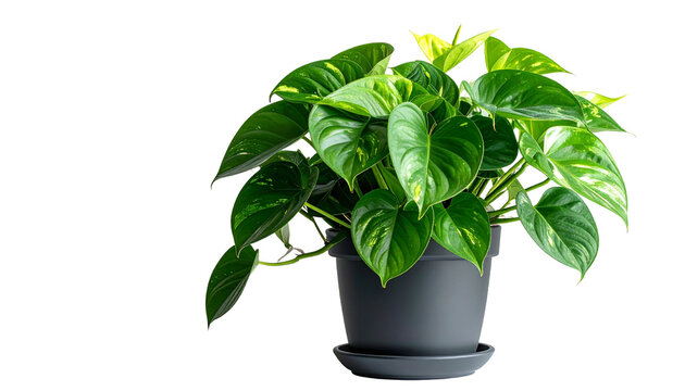 Gr&uuml;ne Pothos Zimmerpflanze png