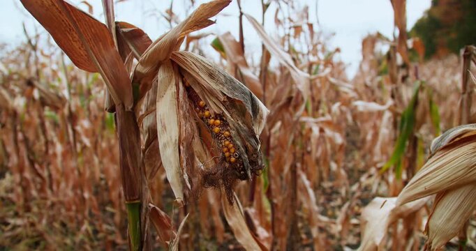 Damaged corn cob with missing kernels on mature maize plant. Natural agricultural background showing reduced crop quality