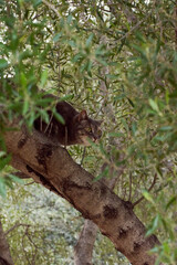 Obraz premium Portrait of fluffy gray cat on a tree