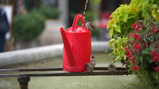 Small birds drinking and playing with water on red watering can fountain, summer day