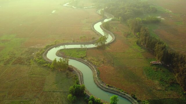 Aerial View of a Winding Irrigation Canal Through Golden Farmland in Bangladesh 4k