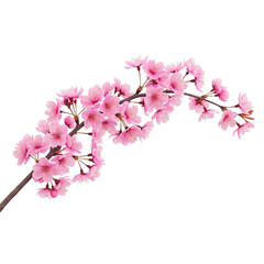 A delicate branch of pink cherry blossoms against a solid black background