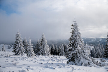 Fototapeta premium Beautiful winter landscape of Kopaonik mountain in Serbia, featuring pine forests covered with snow