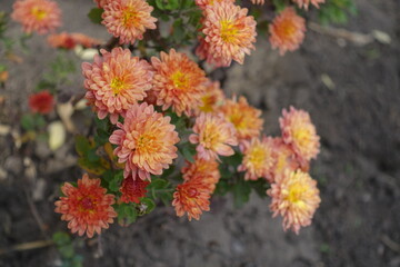 Blooming orange spoon Chrysanthemums in mid October