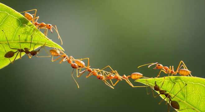 Ant action standing.Ant bridge unity team,Concept team work together Red ant,Weaver Ants (Oecophylla smaragdina), Action of ant carry food.