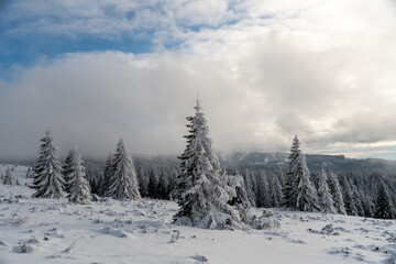 Obraz premium Beautiful winter landscape of Kopaonik mountain in Serbia, featuring pine forests covered with snow