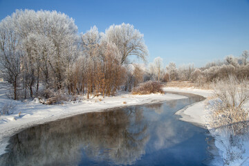 Beautiful forest in snowy winter