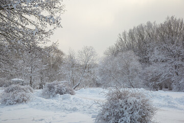 Beautiful forest in snowy winter