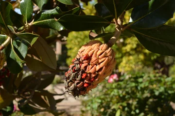 Fotobehang Magnolia botanical detail, seasonal change, and the vivid colors of a ripening magnolia seed pod hanging from a tree branch in a garden setting.  © lana