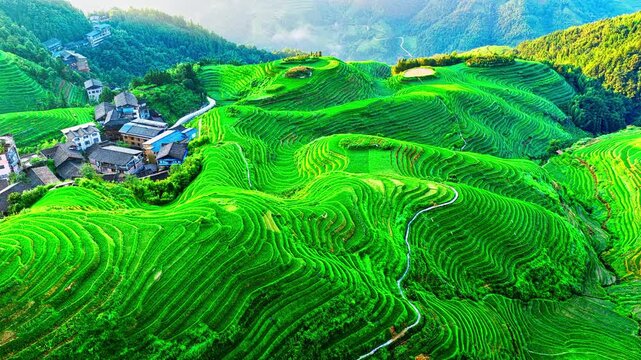 Aerial shot of spectacular green rice terrace fields and traditional village on the mountain in Guilin, China. Famous Longji Terraced Fields natural landscape in summer.