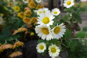 Obraz premium Closeup of white daisy like flowers of Chrysanthemums in November