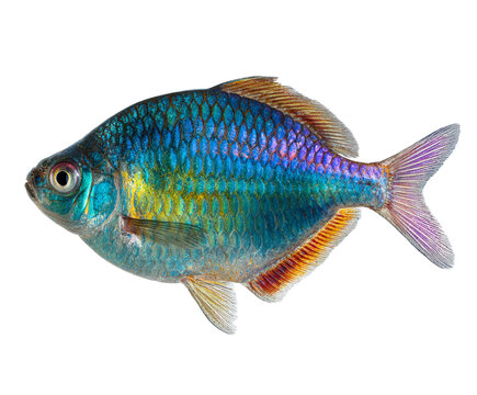 Vibrant iridescent rainbow colored freshwater fish with shimmering metallic scales and colorful fins is captured in a detailed full body profile view