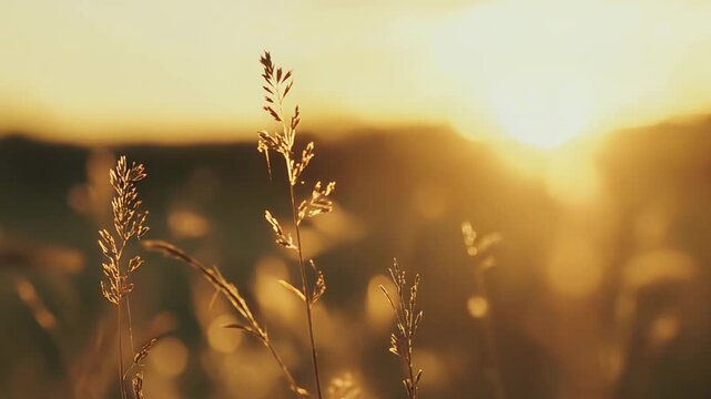Tall field of backlit golden grass at sunrise, warm sunlight filtering through soft bokeh for a serene, tranquil summer meadow scene with glowing, peaceful atmosphere