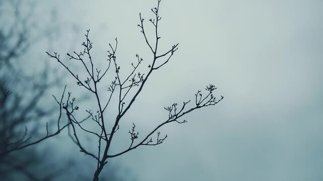 Delicate bare tree branches reaching towards a vast, cloudy winter sky, symbolizing dormancy, quiet resilience, and the minimalist beauty of nature during cold seasons
