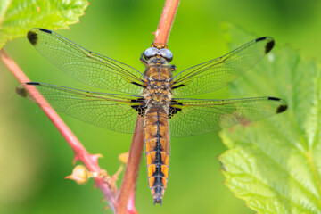 Scarce chaser, Libellula fulva, resting on vegetation