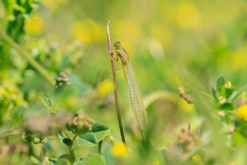 Abstract nature Enallagma cyathigerum, common blue damselfly, common bluet, or northern bluet