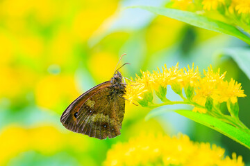 Gatekeeper butterfly, Pyronia tithonus, resting © Sander Meertins