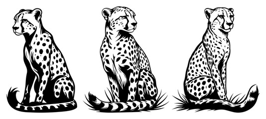 Cheetah wild cats set sitting in grass, hand drawn vector illustration of African predator cheetahs for wildlife or safari design © JakubVectorSketch