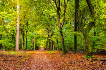 Obraz premium Beautiful old forest Speulderbos in Autumn colors