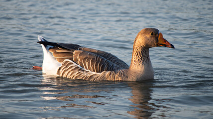 Fototapeta premium Greylag Goose Swimming in Open Water