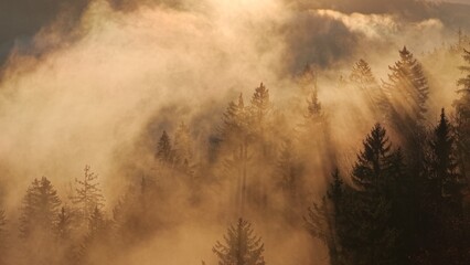 Beautiful mountain landscape in fall with colorful trees and white fog, aerial view. Misty forest. Natural texture for background.