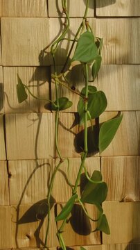 Vertical video. Epipremnum houseplant climbing a decorative wooden wall at home. Greenery, modern interior, home decor. 