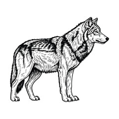 Fototapeta premium Detailed black and white engraving style illustration of a standing wolf in profile view, perfect for wildlife and nature themes