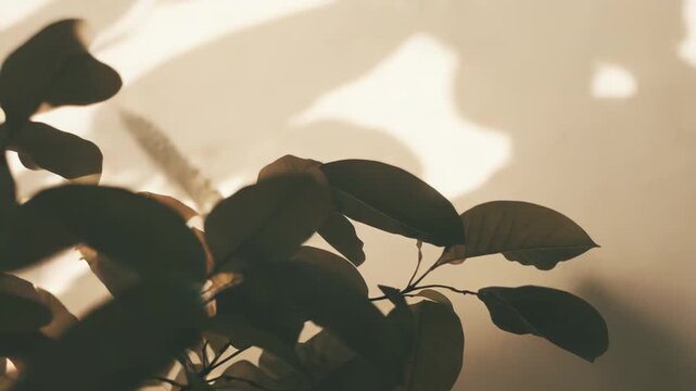 Plant leaves create beautiful organic shadows on a subtly textured beige wall, capturing natural light and warmth, forming a peaceful and minimalist background with copy space
