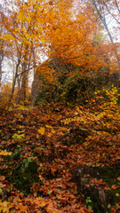 Obraz premium Picturesque forest in autumn displaying a rocky outcrop draped in vivid orange and yellow foliage, surrounded by a carpet of richly colored fallen leaves.