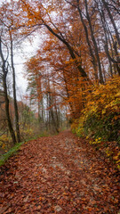 Obraz premium A winding leaf-covered path through a serene autumn forest under an overcast sky, highlighting vibrant fall foliage and the season's quiet beauty.