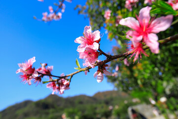 Obraz premium Red flowers