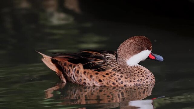 White-cheeked pintail, Anas bahamensis, also known as the Bahama pintail. Wildlife animal.