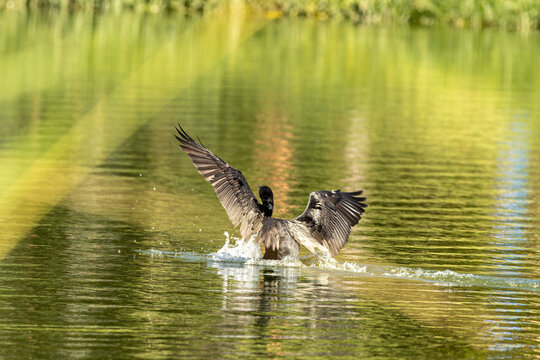 Big&aacute;, p&aacute;ssaro aqu&aacute;tico voando sobre a &aacute;gua de um lago. 