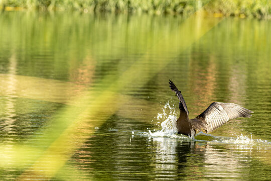 Big&aacute;, p&aacute;ssaro aqu&aacute;tico voando sobre a &aacute;gua de um lago. 