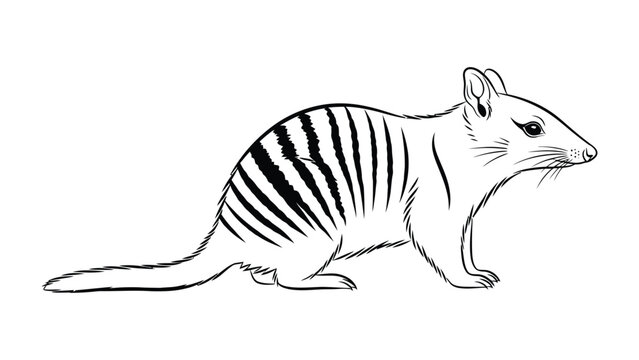 Tasmanian Tiger Illustration: A detailed monochrome illustration of the extinct Tasmanian tiger, Thylacinus cynocephalus, showcasing its unique striped coat and dog-like features.