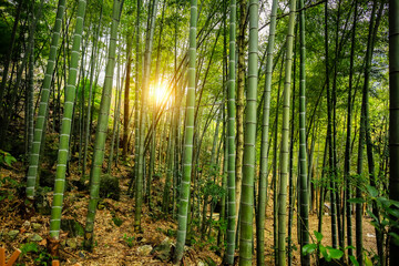 bamboo forest at sunset