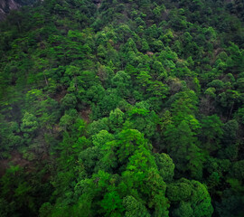 Green forest trees in the mountains