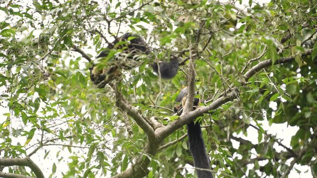 Pileated Gibbon (Hylobates pileatus) Hybrid gibbon on a tree branch.