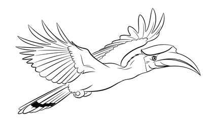 Hornbill's Flight: An elegant illustration showcases a hornbill in mid-flight, its wings spread wide against a stark backdrop, exemplifying the graceful agility of this unique bird. © Ajm