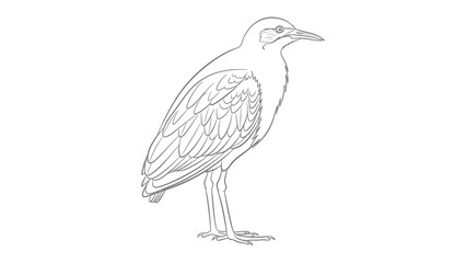 Obraz premium Bird Illustration: A clean, minimalist outline of a bird, poised and ready, capturing the grace and essence of avian beauty.